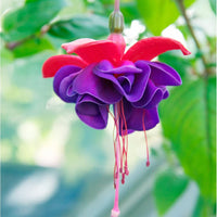 Fuchsia Seeds for Pink Flowers, Ideal for Bonsai Hanging Flower Gardens