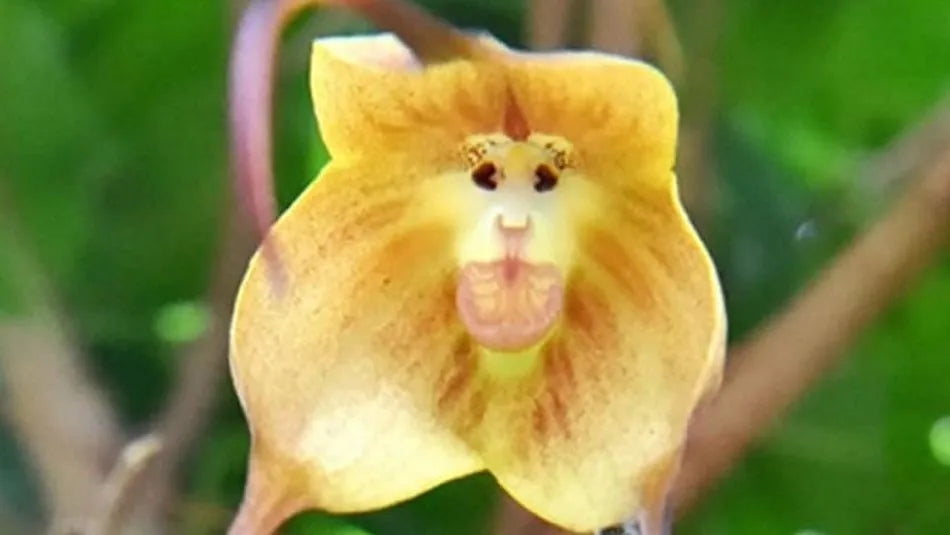 Light Green Monkey Face Orchid Seeds Flower seeds for Planting Hardy Variety Heirloom & GMO Free Seeds for Home Garden 
 
 Sale