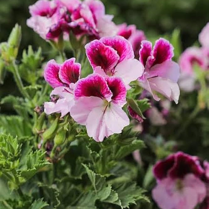 Burgundy Geranium Flower seeds for Planting - Hardy Variety, Heirloom & GMO Free Seeds for Home Garden