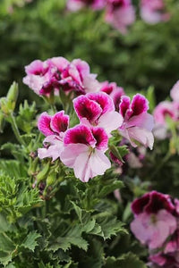 Violet White Geraniums Flower Seeds for Planting Shade Tolerant Heirloom & GMO Free Seeds for Home Garden
 
 Sale