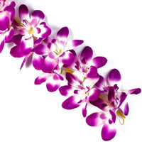 White Violet Orchid Flower seeds for Planting Sun Loving Heirloom & GMO Free Seeds for Home Garden