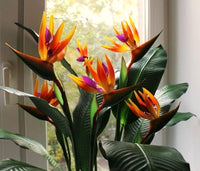 Orange Violet Strelitzia Flower seeds for Planting - Compact Growth, Heirloom & GMO Free Seeds for Home Garden