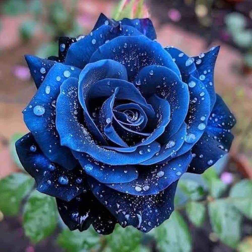 Blue Midnight Rose Seeds for Planting