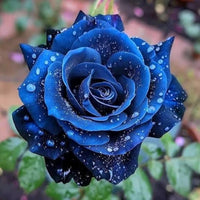 Blue Midnight Rose Seeds for Planting