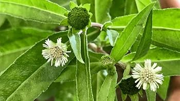 Bhringraj Flower seeds for Planting - Bright Blooms, Heirloom & GMO Free Seeds for Home Garden