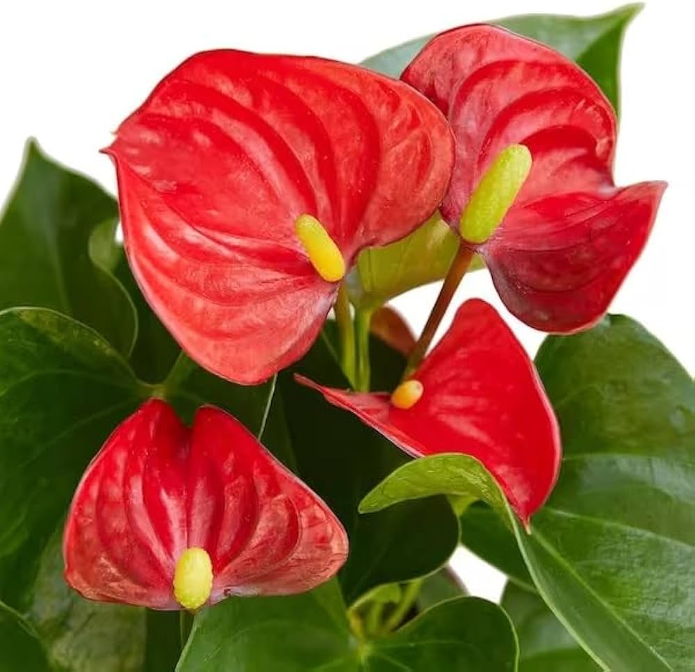 Red Anthurium Andraeanu Flower Seeds Sun Loving Heirloom & GMO Free Seeds for Home Garden
 
 Sale