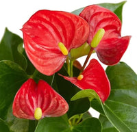 Red Anthurium Andraeanu Flower Seeds Sun Loving Heirloom & GMO Free Seeds for Home Garden
 
 Sale