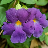 Thunbergia Flower seeds for Planting Easy to Grow Heirloom & GMO Free Seeds for Home Gardan