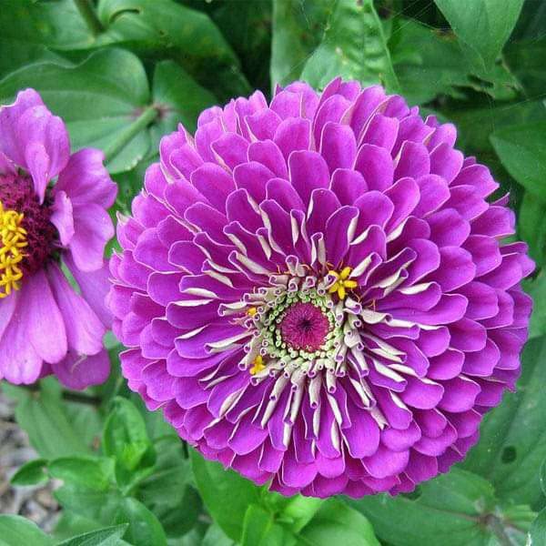 Purple Yellow Zinnia Flower seeds for Planting Long Bloom Season Heirloom & GMO Free Seeds for Home Garden