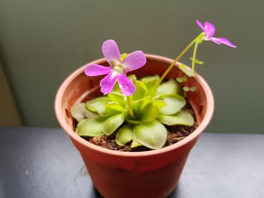 Butterwort Carnivorous Flower seeds for Planting Easy to Grow Heirloom & GMO Free Seeds for Home Garden 
 
 Sale