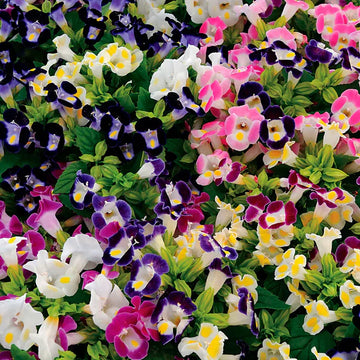 Mixed Torenia Flower seeds for Planting - Fragrant Blossoms, Heirloom & GMO Free Seeds for Home Garden