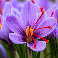 Sativus Flower seeds for Planting - Vibrant Colors, Heirloom & GMO Free Seeds for Home Garden