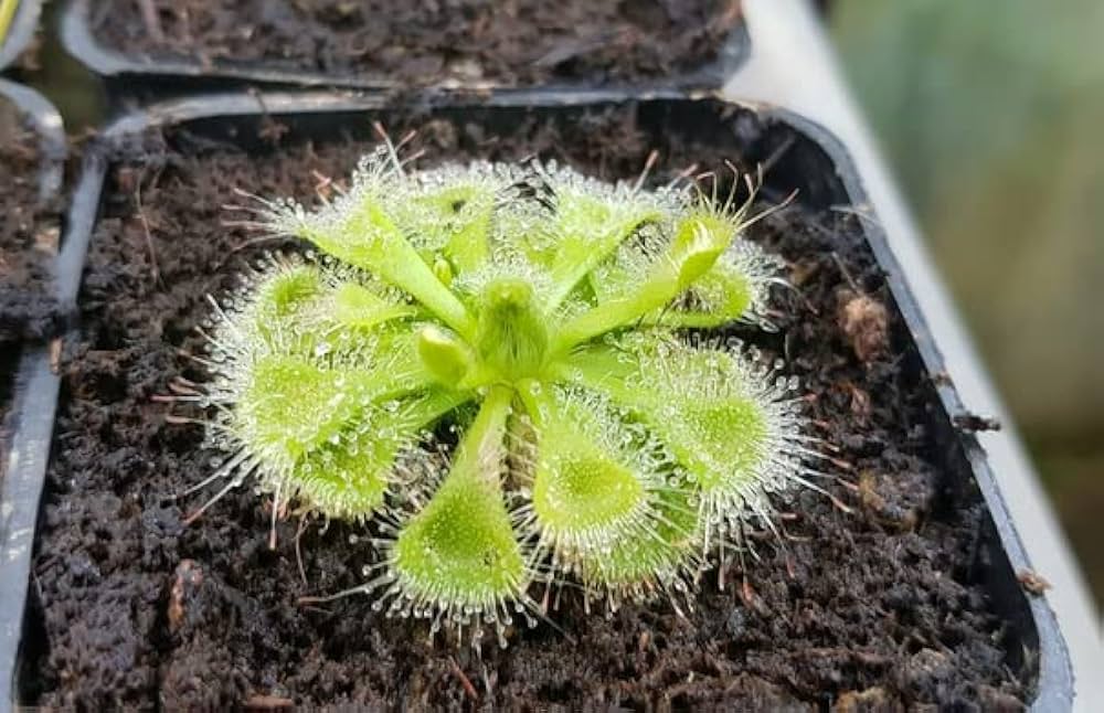 Light Green Sundew Flower seeds for Planting Heirloom Variety Heirloom & GMO Free Seeds For Home Garden 
 
 Sale