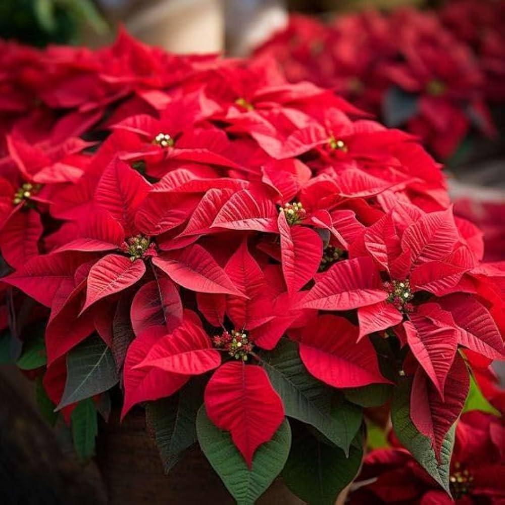 Poinsettia Flower seeds for Planting - Bright Blooms, Heirloom & GMO Free Seeds for Home Garden