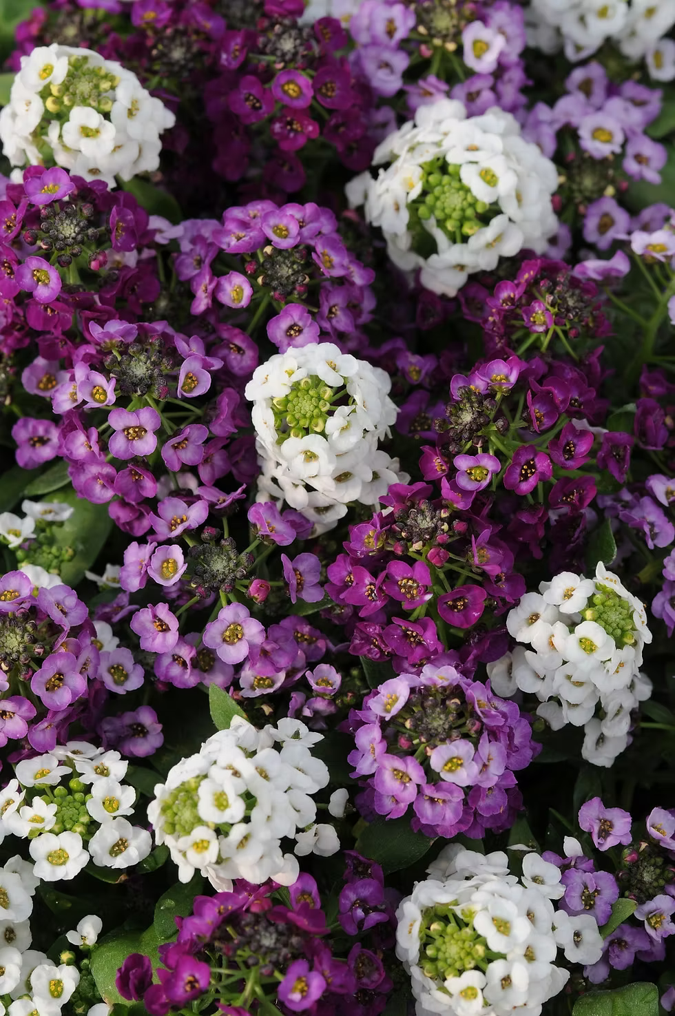 Purple Eschscholtzia Flower Seeds for Planting Hardy Variety Heirloom & GMO Free Seeds for Home Garden
 
 Sale
