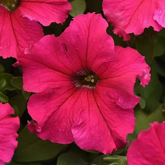 Light Pink Petunia Flower seeds for Planting Vibrant Colors Heirloom & GMO Free Seeds for Home Garden
