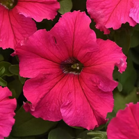 Light Pink Petunia Flower seeds for Planting Vibrant Colors Heirloom & GMO Free Seeds for Home Garden