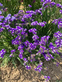Purple Eschscholtzia Flower Seeds for Planting Hardy Variety Heirloom & GMO Free Seeds for Home Garden
 
 Sale