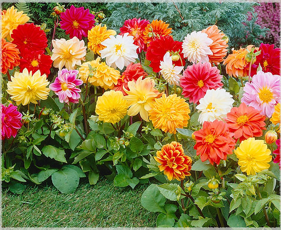 Unwin Bedding Flower Mix Seeds for Vibrant Flower Beds