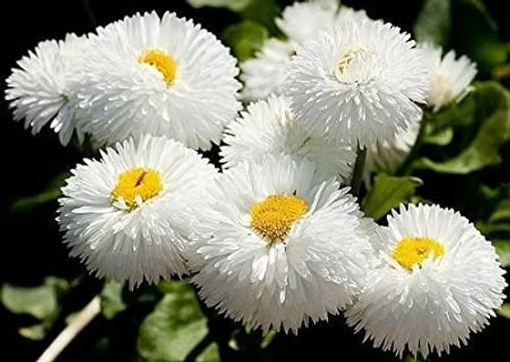 White Bellis Perennis Flower seeds for Planting - Easy to Grow, Heirloom & GMO Free Seeds for Home Garden
