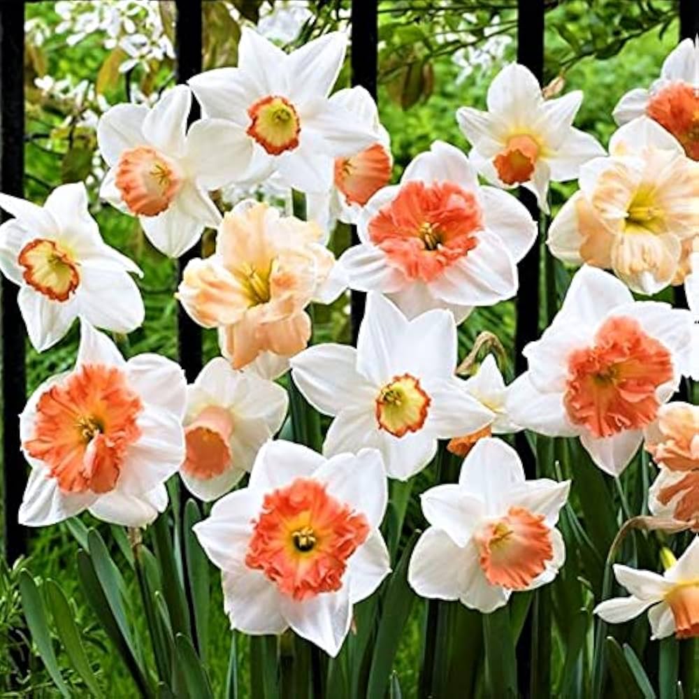 Nema Double Petals Narcissus Flower seeds for Planting - Drought Tolerant, Heirloom & GMO Free Seeds for Home Garden