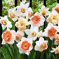 Nema Double Petals Narcissus Flower seeds for Planting - Drought Tolerant, Heirloom & GMO Free Seeds for Home Garden