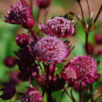 Purple Astrantia Flower Seeds for Planting