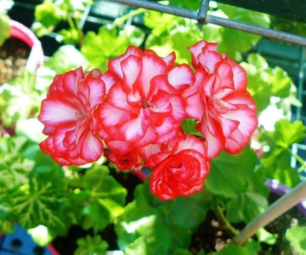 Geranium Flower seeds for Planting - Cottage Garden Essential, Heirloom & GMO Free Seeds for Home Garden