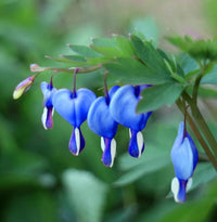 Sky Blue Yellow Heart Flower Seeds for Planting Bright Blooms Heirloom & GMO Free Seeds for Home Garden
 
 Sale