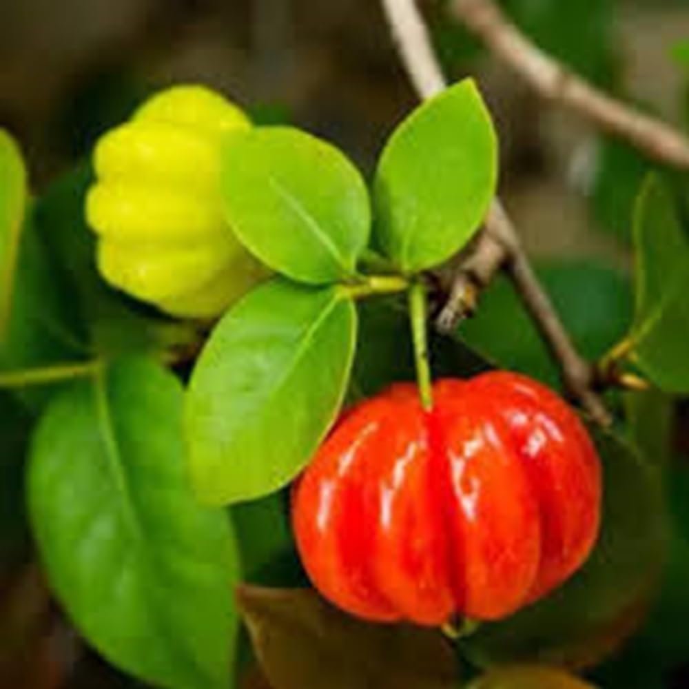 Pitanga Fruit Seeds for Planting  Grow Your Own Tropical Harvest