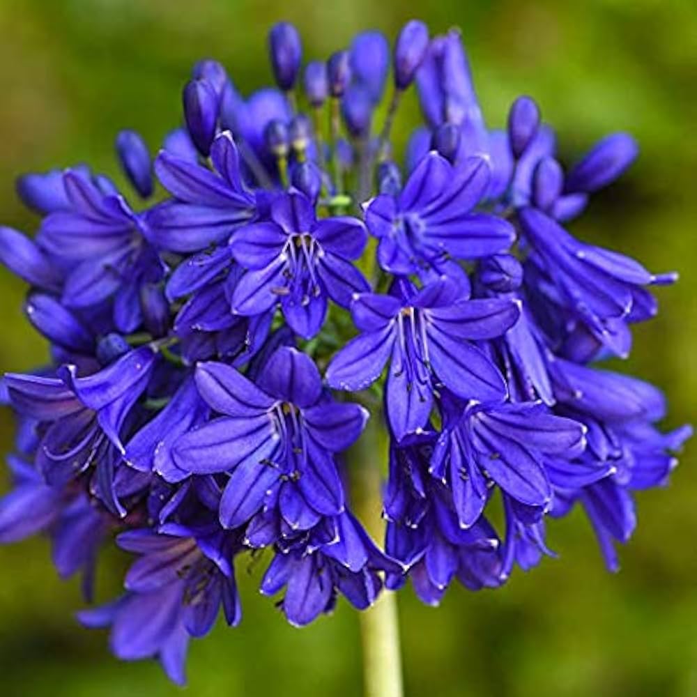 Blue Nile Agapanthus Flower seeds for Planting - Wildflower Mix, Heirloom & GMO Free Seeds for Home Garden
 
 Sale seeds for home garden