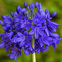 Blue Nile Agapanthus Flower seeds for Planting - Wildflower Mix, Heirloom & GMO Free Seeds for Home Garden
 
 Sale seeds for home garden
