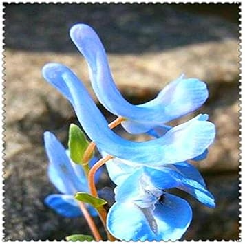 Blue Swan Flower seeds for Planting - Compact Growth, Heirloom & GMO Free Seeds for Home Garden