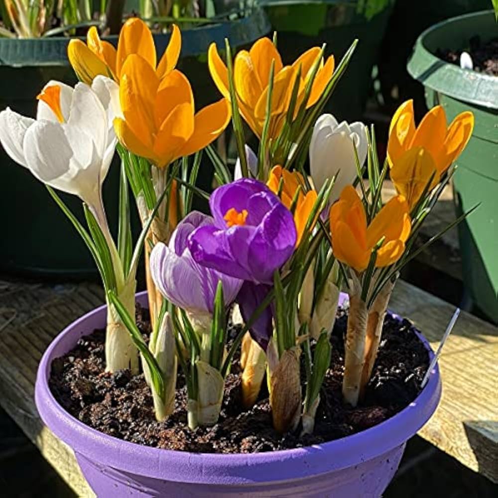 Mixed Crocus Flower Seeds for Planting Garden Favorite Heirloom & GMO Free Seeds for Home Garden
 
 Sale