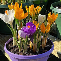 Mixed Crocus Flower Seeds for Planting Garden Favorite Heirloom & GMO Free Seeds for Home Garden
 
 Sale