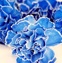 Dark Blue Carnation Flower seeds for Planting Fragrant Blossoms Heirloom & GMO Free Seeds for Home Garden