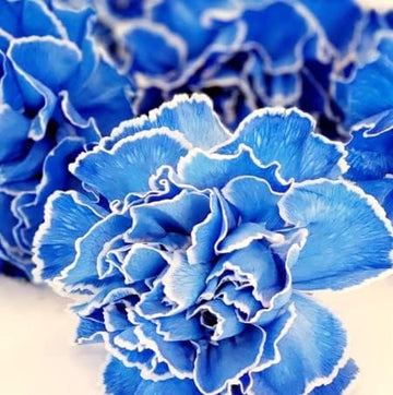 Dark Blue Carnation Flower seeds for Planting Fragrant Blossoms Heirloom & GMO Free Seeds for Home Garden