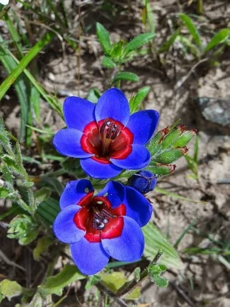 Blue Red Sparaxis Flower seeds for Planting - Premium Quality, Heirloom & GMO Free Seeds for Home Garden
