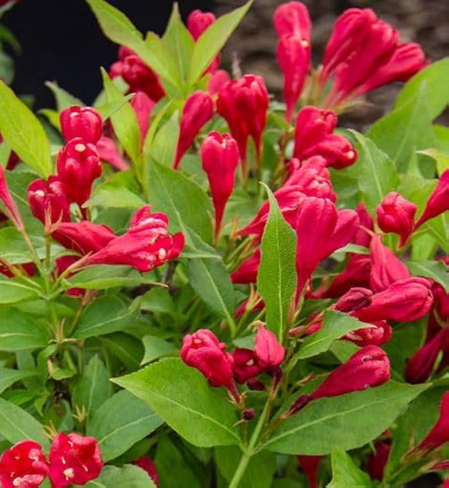 Red Weigela Flower seeds for Planting Cut Flower Favorite Heirloom & GMO Free Seeds for Home Garden