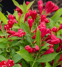 Red Weigela Flower seeds for Planting Cut Flower Favorite Heirloom & GMO Free Seeds for Home Garden