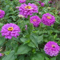 Purple Zinnia Flower seeds for Planting Hardy Variety Heirloom & GMO Free Seeds for Home Garden 
 
 Sale