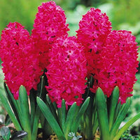 Red Hyacinth Flower seeds for Planting - Sun Loving, Heirloom & GMO Free Seeds for Home Garden
 
 Sale for planting in home garden.