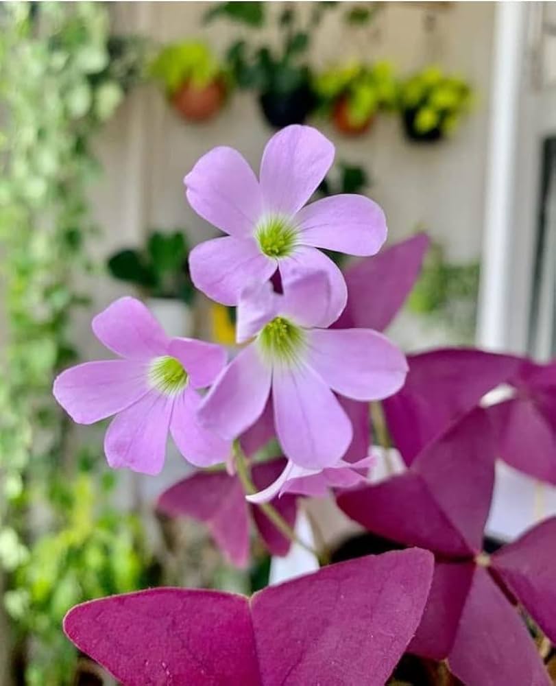 Purple Oxalis Stricta Flower seeds for Planting Drought Tolerant Heirloom & GMO Free Seeds for Home Garden 
 
 Sale