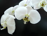 White Phalaenopsis Orchid Flower Seeds for Planting – Heirloom, Non-GMO, High Germination Organic Garden Seeds
 
 Sale for planting in home garden.