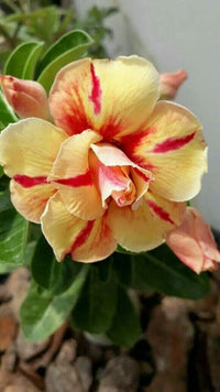Yellow Red Bellfarm Flower seeds for Planting - Wildflower Mix, Heirloom & GMO Free Seeds for Home Garden