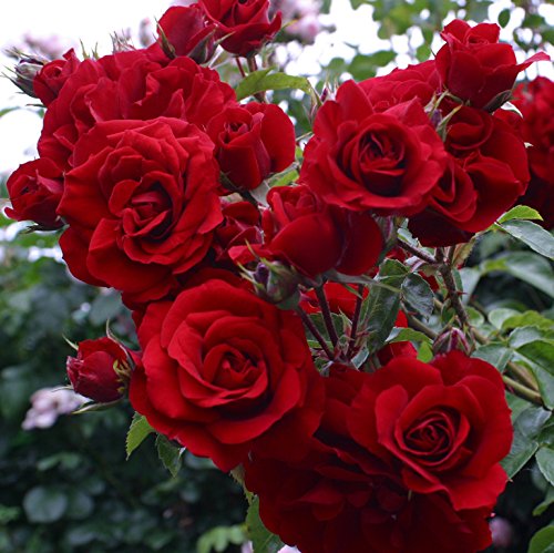 Red Climber Flower seeds for Planting - Easy to Grow, Heirloom & GMO Free Seeds for Home Garden