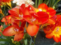 Yellow Orange Freesias Flower Seeds Planting