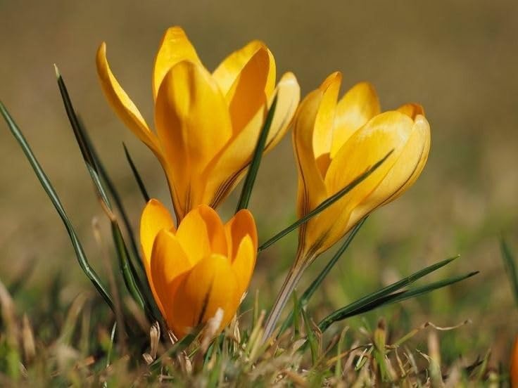 Yellow Crocus Flower seeds for Planting Perfect for Borders Heirloom & GMO Free Seeds for Home Garden 
 
 Sale