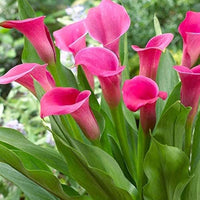 Dark Pink Calla Flower Seeds for Planting Premium Quality Heirloom & GMO Free Seeds for Home Garden
 
 Sale