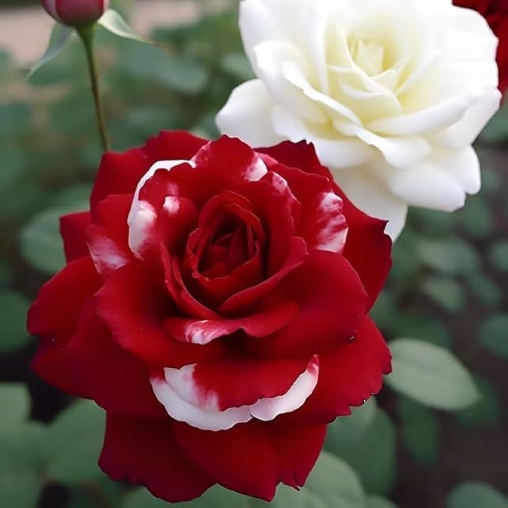 Rare Rose Flower Seeds for Planting | Unique Garden Blooms